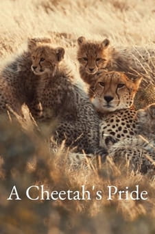 Παρακολούθησε A Cheetahs Pride online