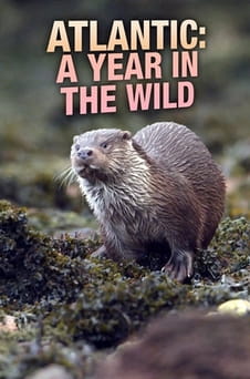 Παρακολούθησε Atlantic A Year in the Wild online