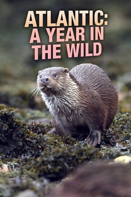 Atlantic: A Year in the Wild - SWEET.TV Watch Atlantic: A Year in the Wild online