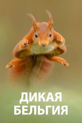 Дикая Бельгия - SWEET.TV Смотреть Дикая Бельгия онлайн