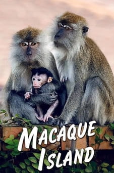 Παρακολούθησε Macaque Island online