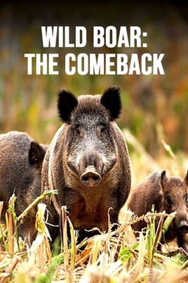 Wild Boar: The Comeback - SWEET.TV Watch Wild Boar: The Comeback online
