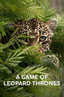 Παρακολούθησε A Game of Leopard Thrones online