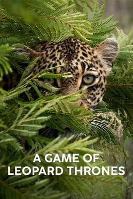 A Game of Leopard Thrones - SWEET.TV A Game of Leopard Thrones çevrimiçi izle