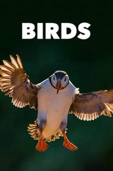 Παρακολούθησε Birds online