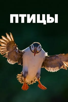 Птицы Птицы