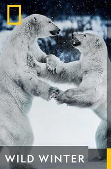 Παρακολούθησε Wild Winter online