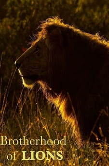Παρακολούθησε Brotherhood of Lions online