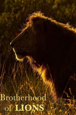 Brotherhood of Lions - SWEET.TV Brotherhood of Lions çevrimiçi izle