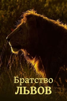 Смотреть Братство Львов онлайн