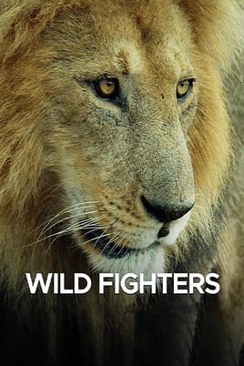 Wild Fighters - SWEET.TV Watch Wild Fighters online