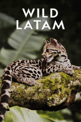 Wild LatAm - SWEET.TV Watch Wild LatAm online