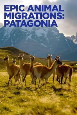 Epic Animal Migrations Patagonia - SWEET.TV Ara Epic Animal Migrations Patagonia online
