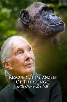 Παρακολούθησε Rescued Chimpanzees of the Congo with Jane Goodall online