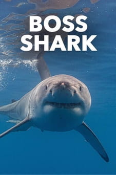 Παρακολούθησε Boss Shark online