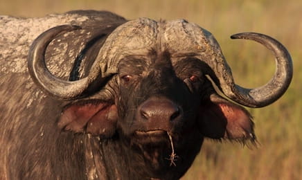 Кровная вражда - Лев против буйвола