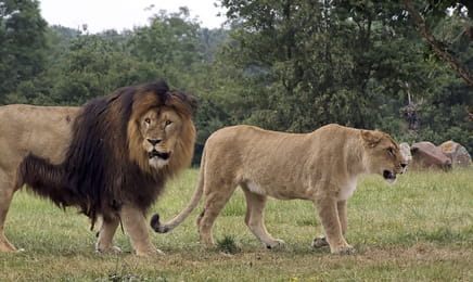 Увлекательная зоология: лучшее S1E2 - Свиньи и собаки Увлекательная зоология: лучшее S1E2 - Свиньи и собаки