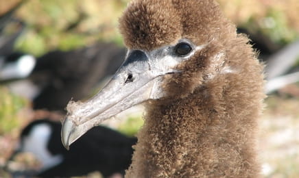 Просторы Америки S2E5 - Тайны Аппалачей