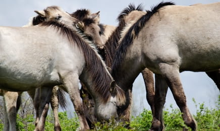 Новая дикая природа Европы S1E1 - Пропавшая рысь Новая дикая природа Европы S1E1 - Пропавшая рысь