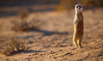 Дикие гении Африки