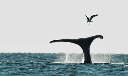 Дикая природа Аргентины S1E1 Дикая природа Аргентины S1E1