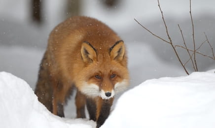 Самые опасные животные S3E3 - Холодные убийцы