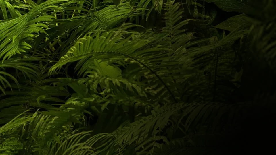 Žiūrėti Anaconda internete