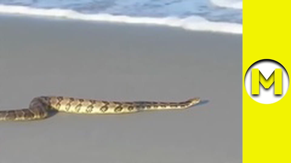 Max TV - сезон 1 - серія 140