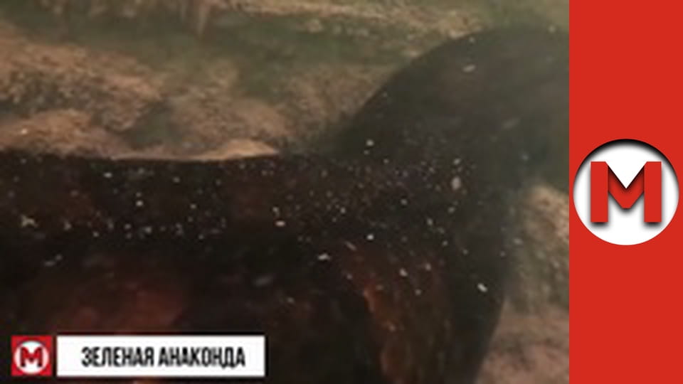 "Макс Шоу" сезон 1 серия 54