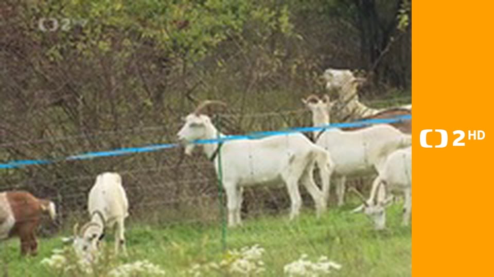 Nedej se - Občanské noviny