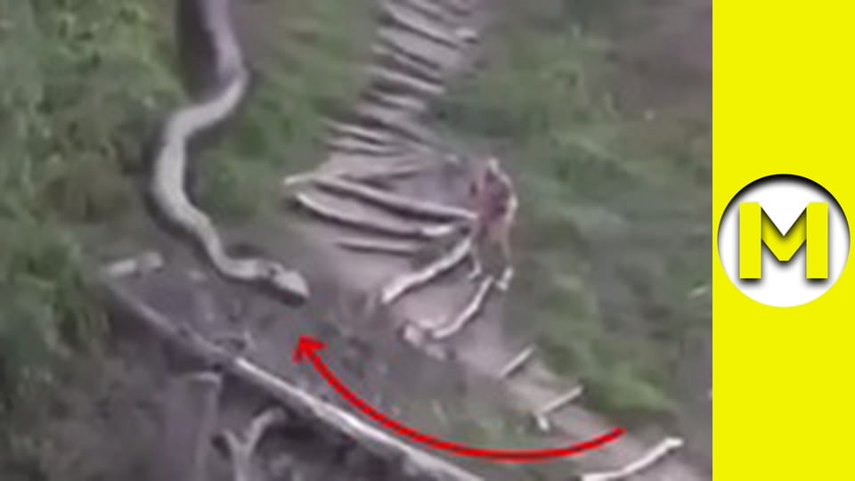 TOP (Max TV) - сезон 3 - серія 54