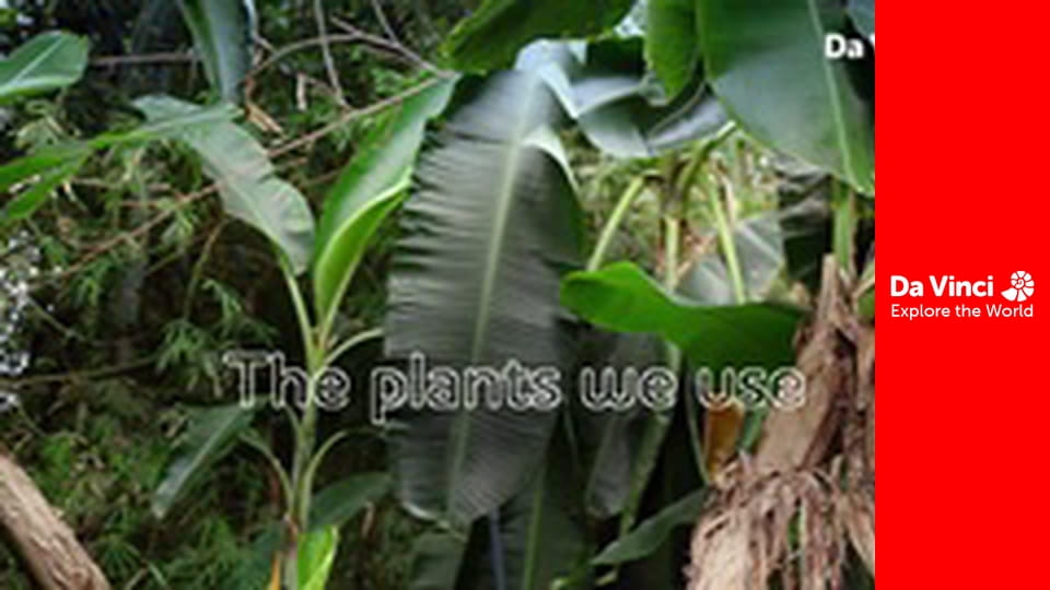 А ти знаєш? - Медді, рослини і ви - Рослини, які ми використовуємо