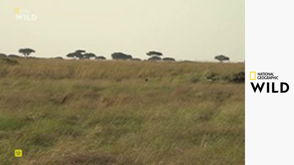 Родословные хищников S1E2 - Львиное наследство