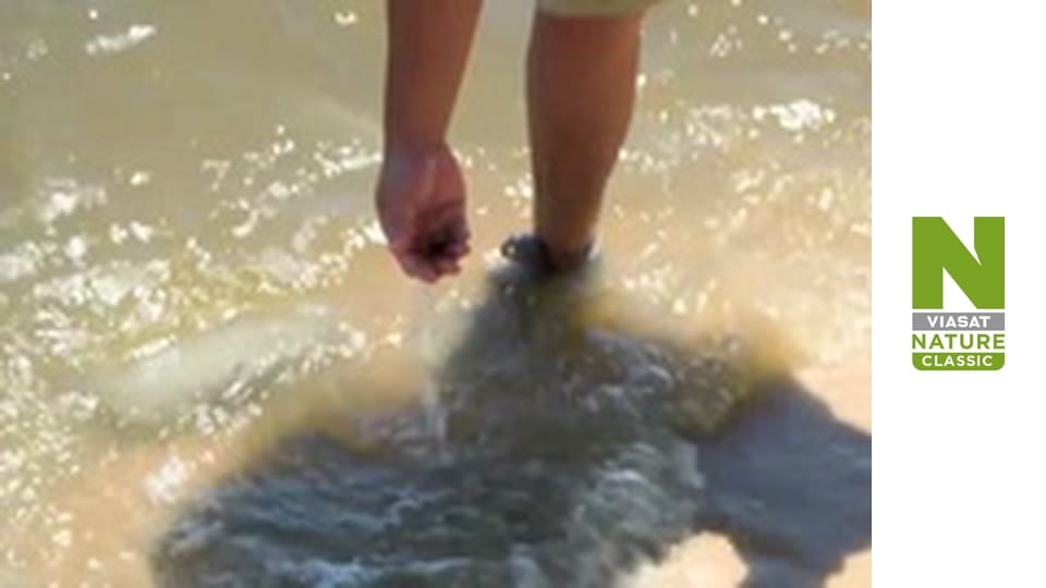 В поисках затерянных зверей - Тайны мега-акулы убийцы