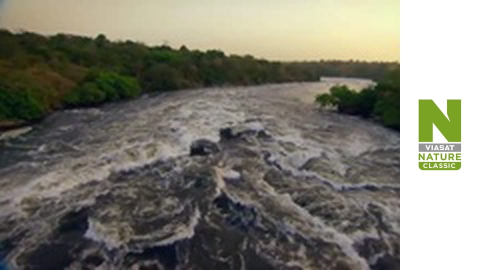Nile: The Ultimate River - Wild Waters