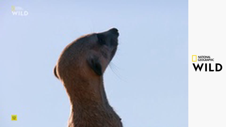 Дикие гении Африки