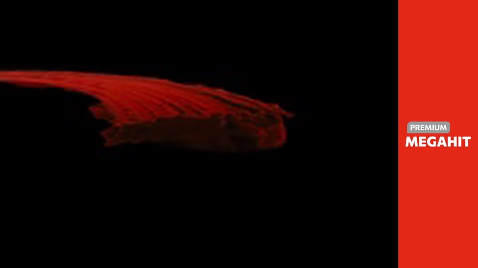 WOLF OF WALL STREET, THE