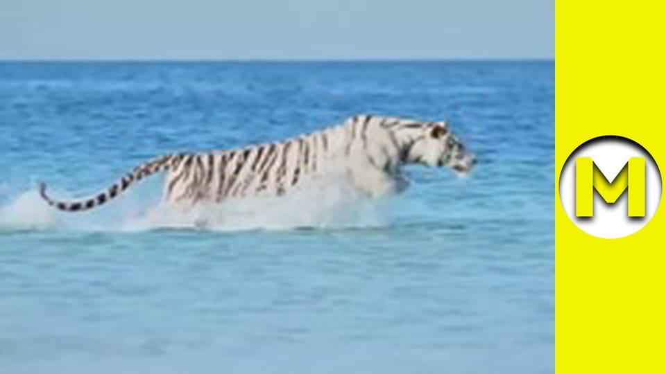 Max TV - сезон 1 - серія 167