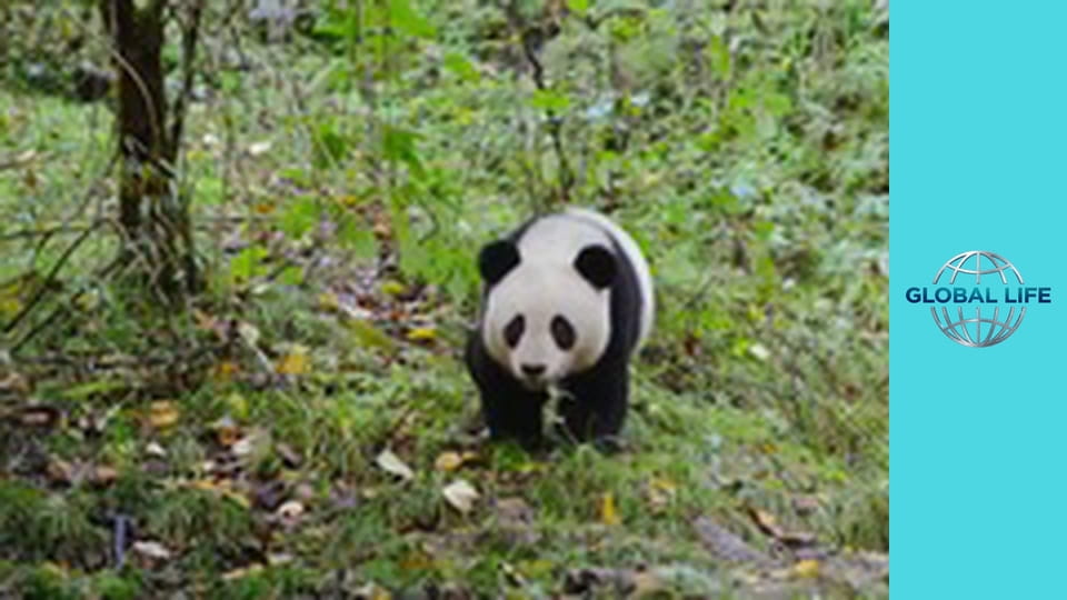 Медведи Сезон 1 Эпизод 3