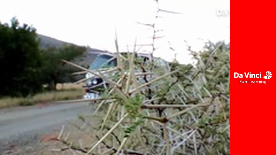 Сияя - Отправьтесь с нами - Африканский угол