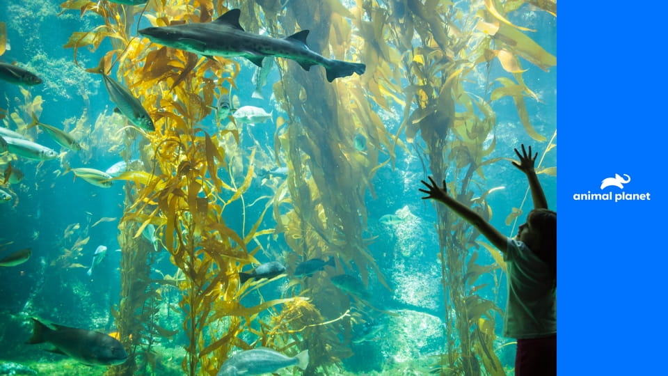 Аквариум S2E5 - Сюрприз Толстушки