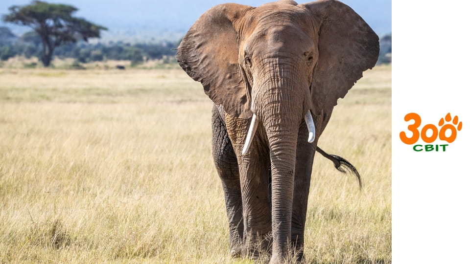 Дикі тварини - Маленькі, але смертельні хижаки