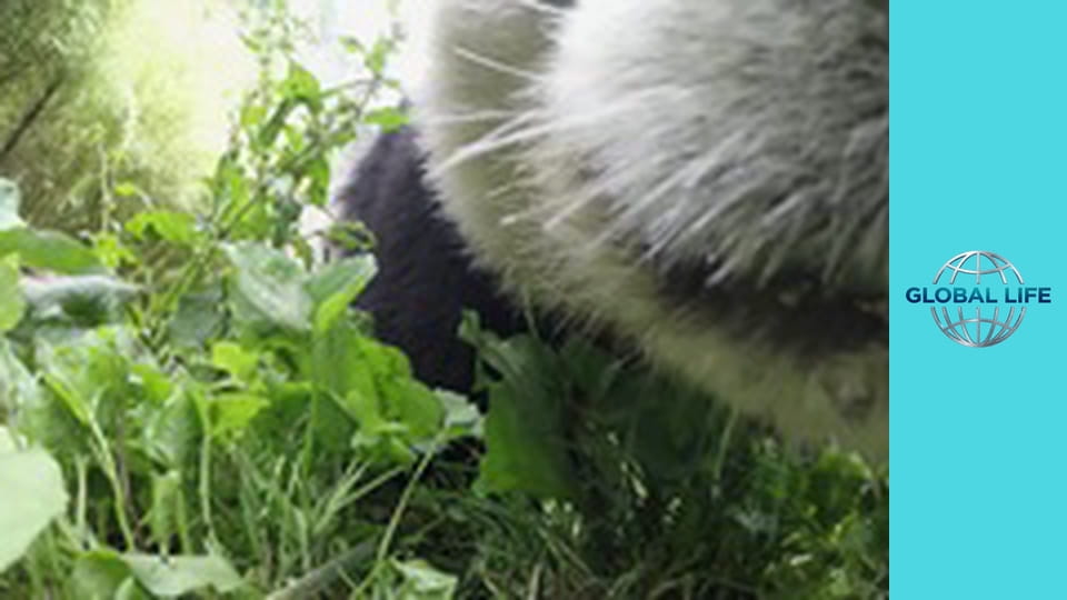 Bear Season 1 Episode 5