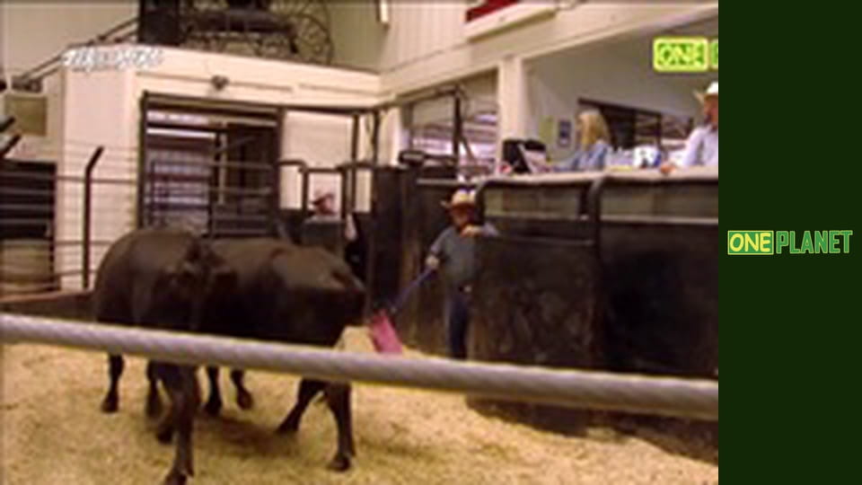 Схватка с климатом, 2 эп. Банкротство.