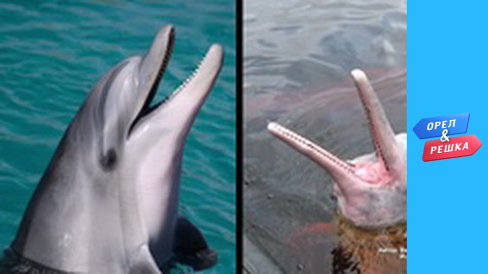 Чудеса света - Манаус/Амазонас