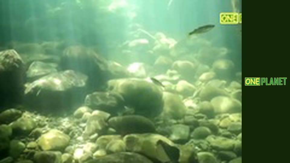 Гваделупа. Царство живой природы.