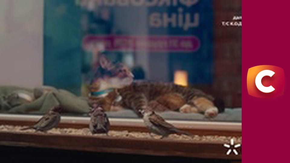 Т/с "К. О. Д.", 84 с. "Чиста справа".