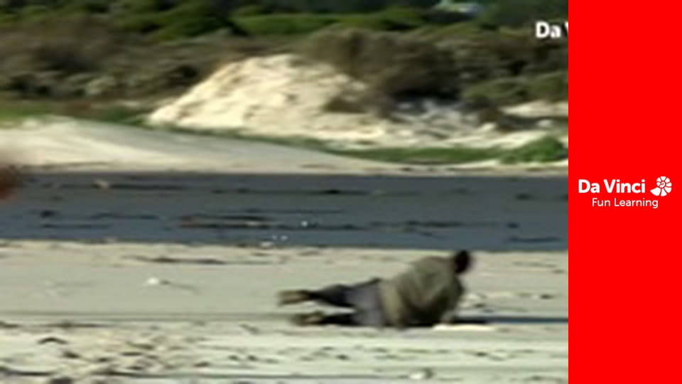 Сияя - Отправьтесь с нами - Путешествующие улитки