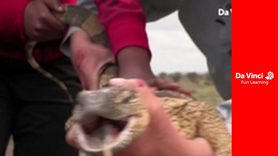 Сіяя - Рушайте з нами - Пошук Великої сімки. Частина 2: Великі