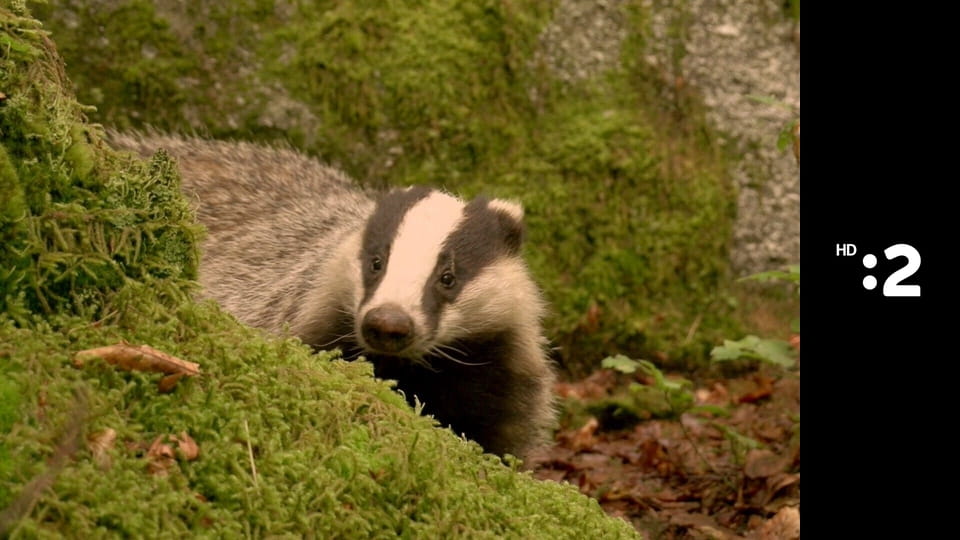 Byť tak zvieratkom E22 - Medveď hnedý